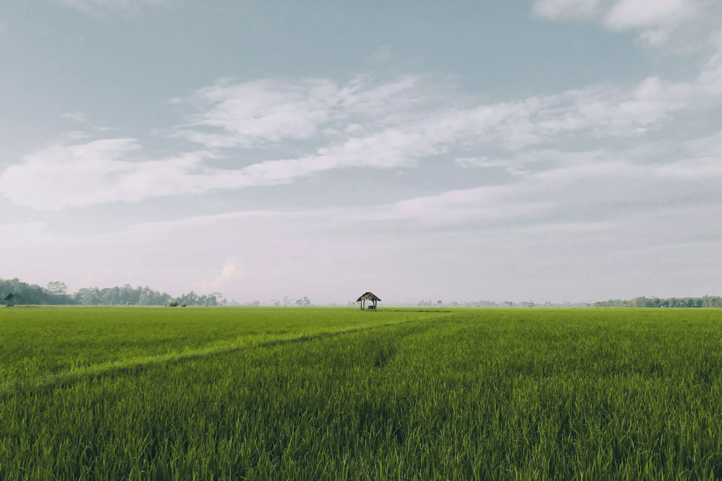 Wide open green field under a soft sky